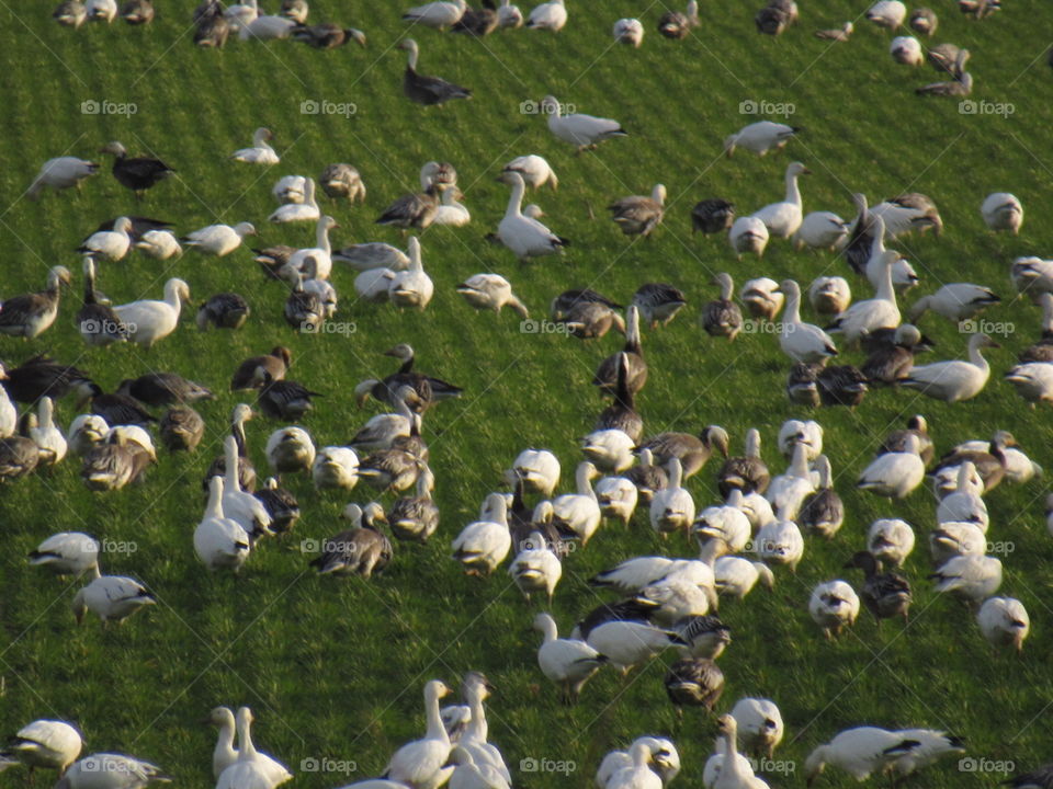 Geese eating our wheat