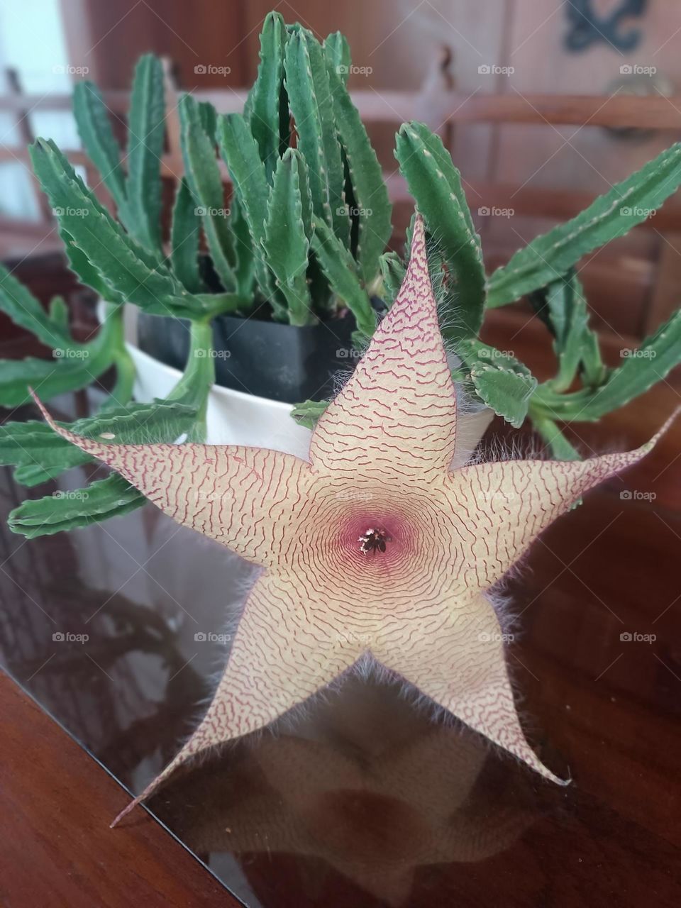 Stapelia 🌵
