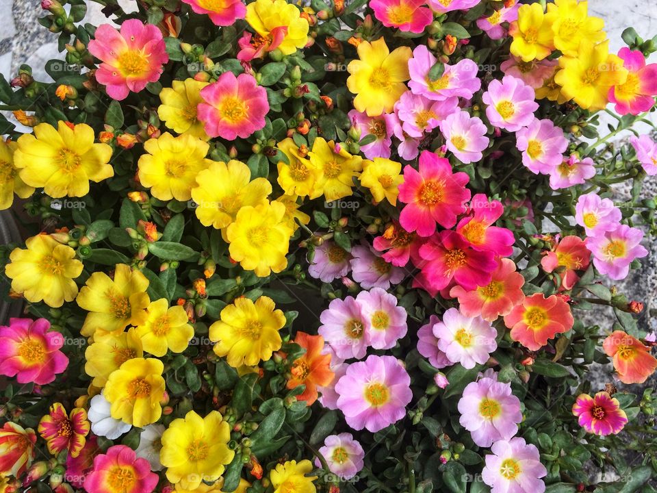 colorful Portulaca flower blooming in garden 