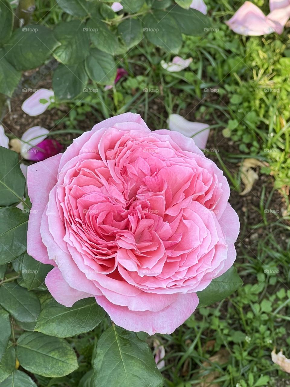 Pink rose in Yuanshan Flower Expo Park