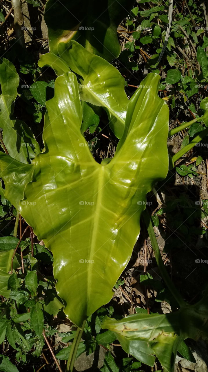 NATURE ENVIRONMENTAL