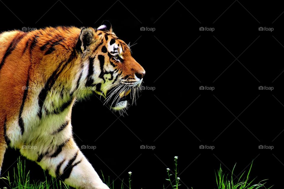 Tiger