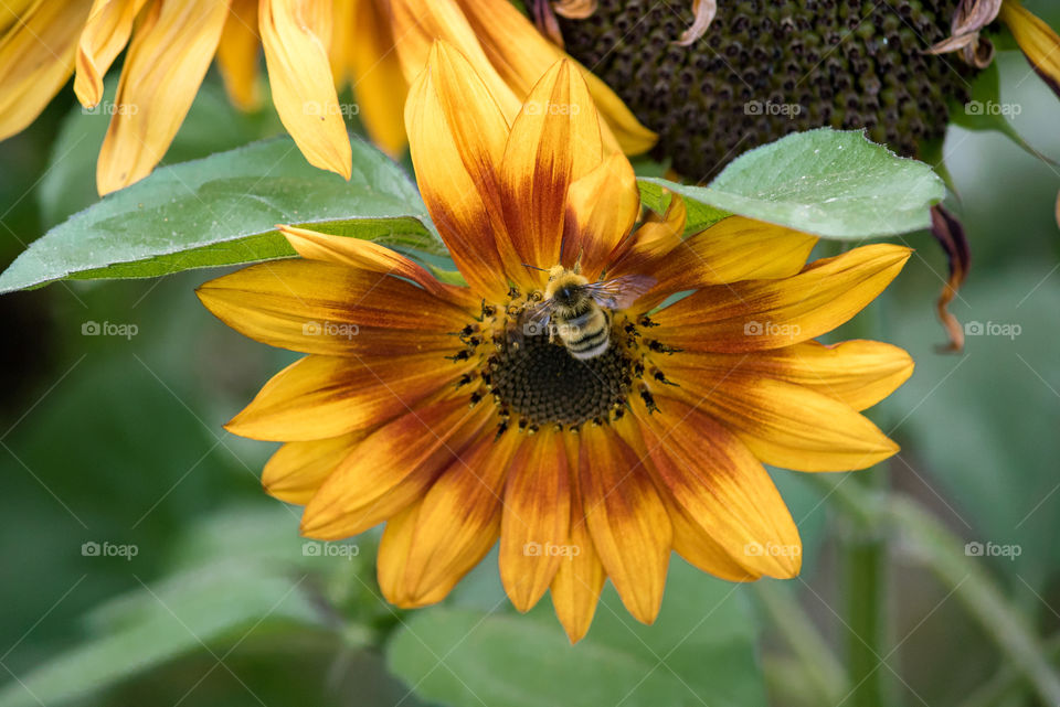 sunflowers bees and bumblebees