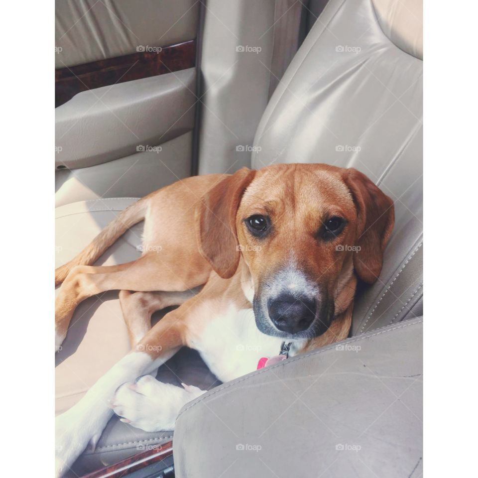 Puppy passenger