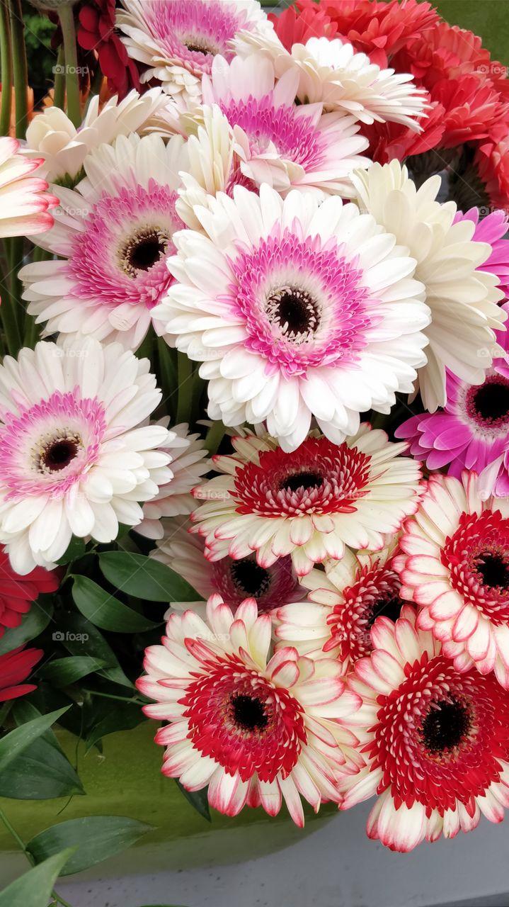 white Gerbera's