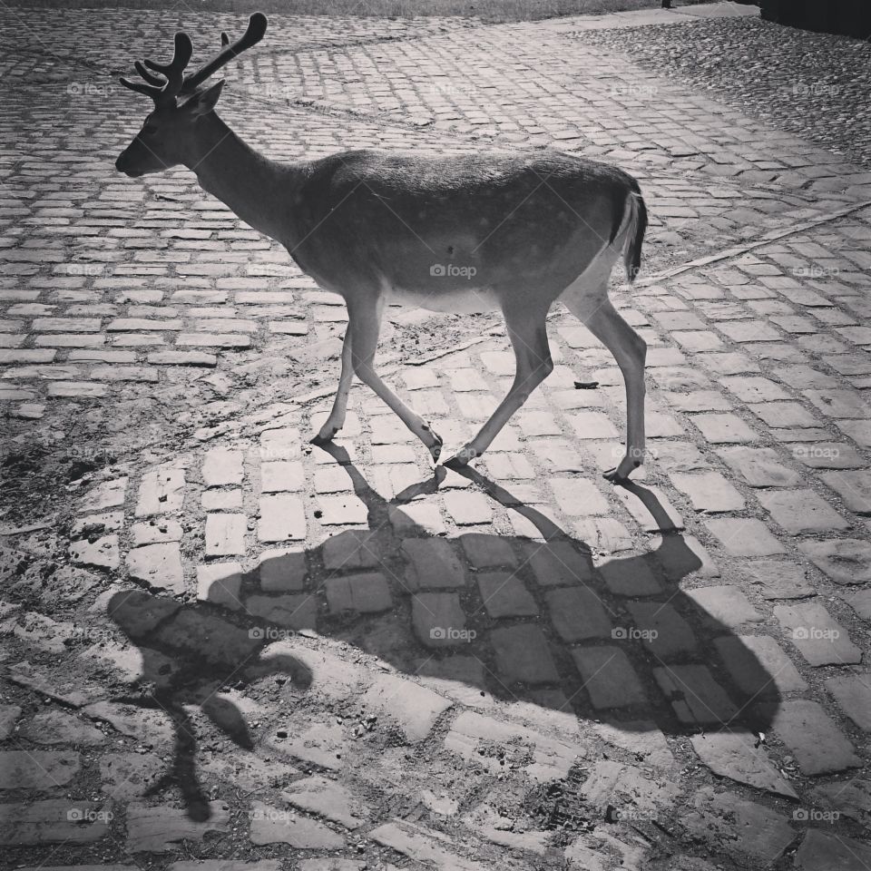 Deer