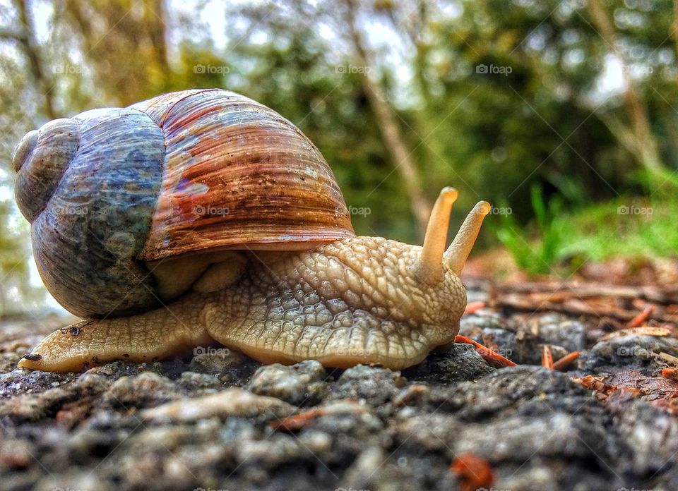 Close-up of a snail on rock