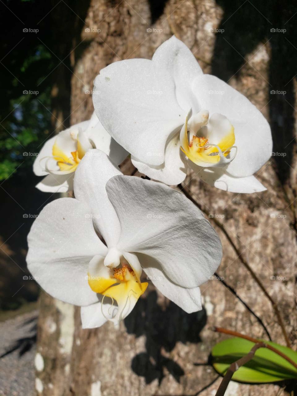 orquídea
