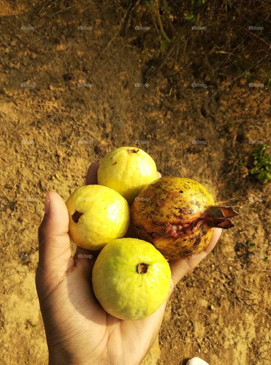 Guava fruit