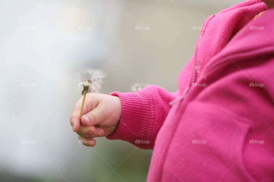 Girl's hand holding dandelion