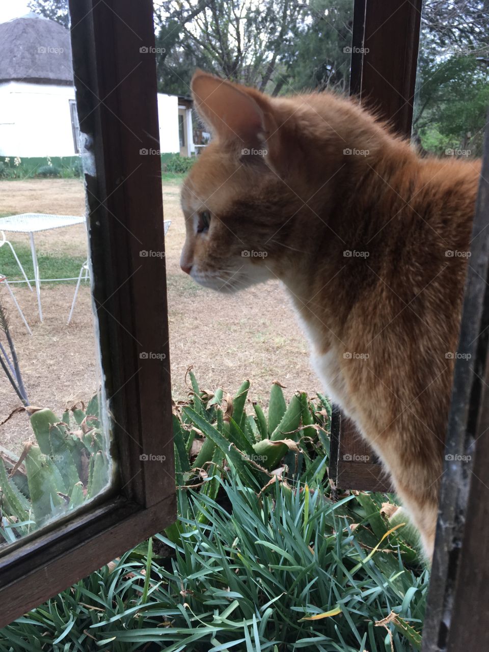 Cat at window 