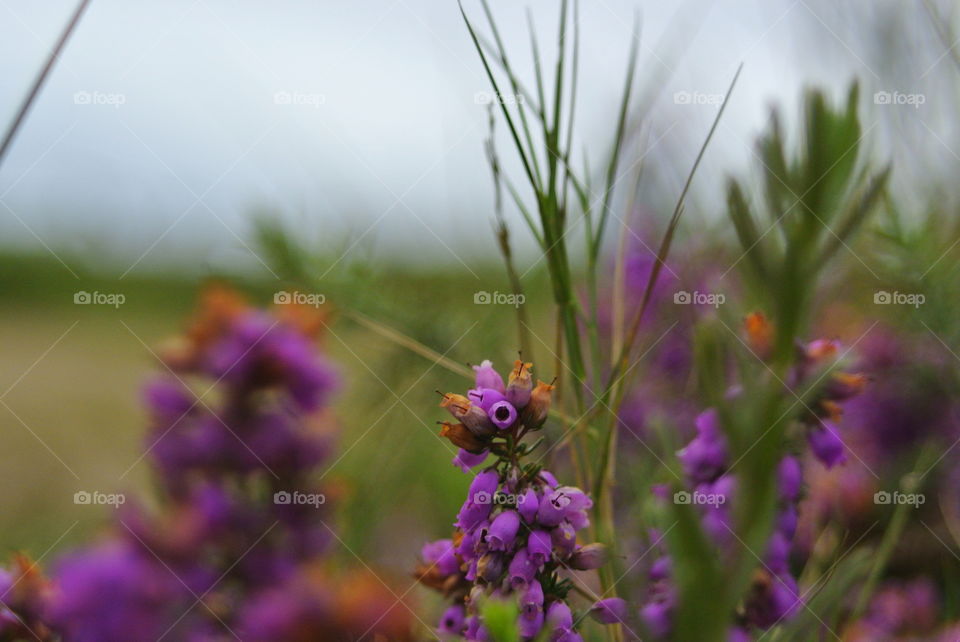 purple flower macro