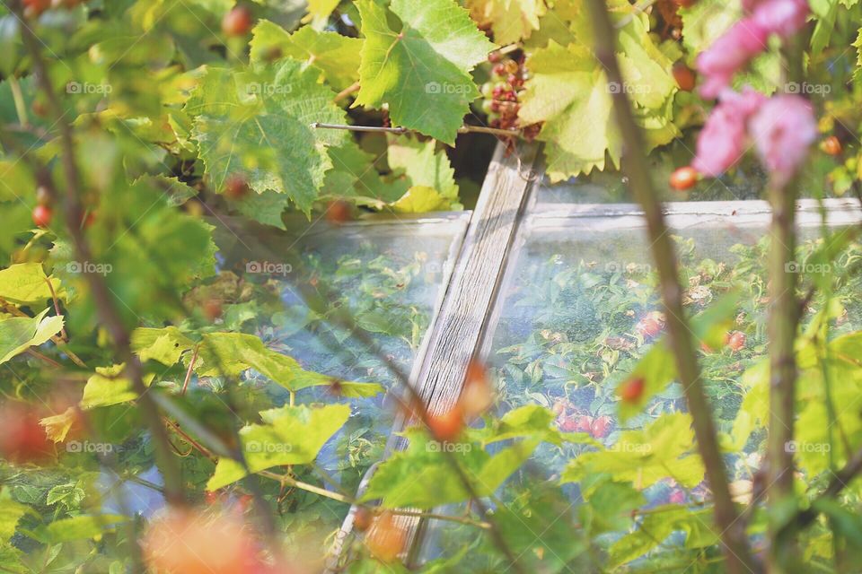 Plant close to a greenhouse 