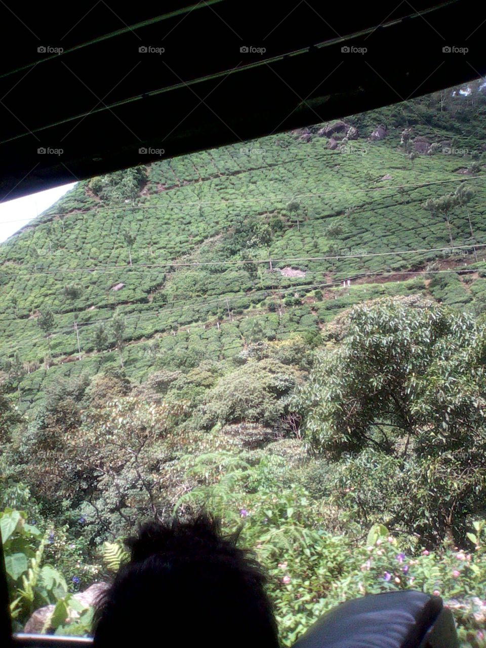 mountain, tea cultivation