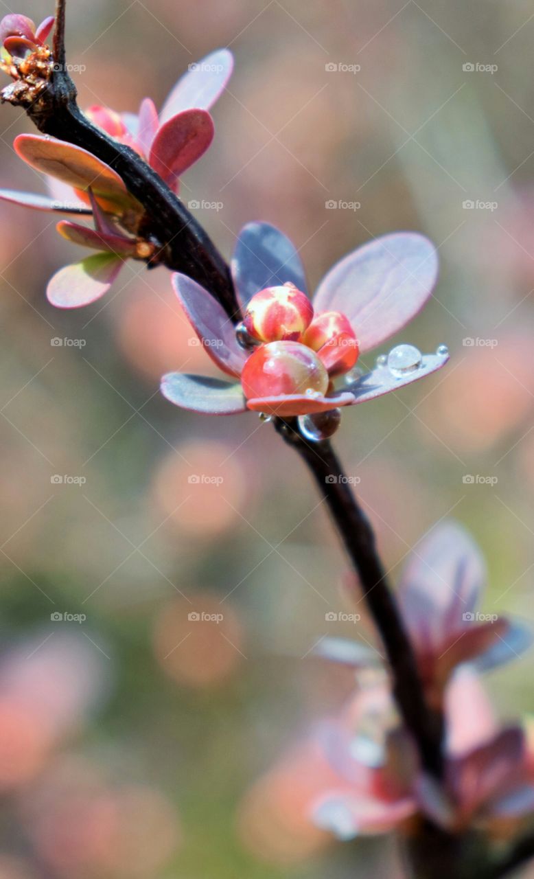 Water droplets