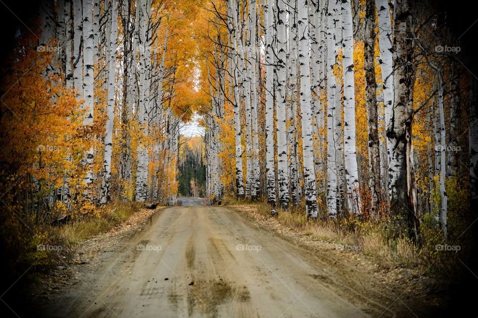 Aspen Alley Fall 2018
