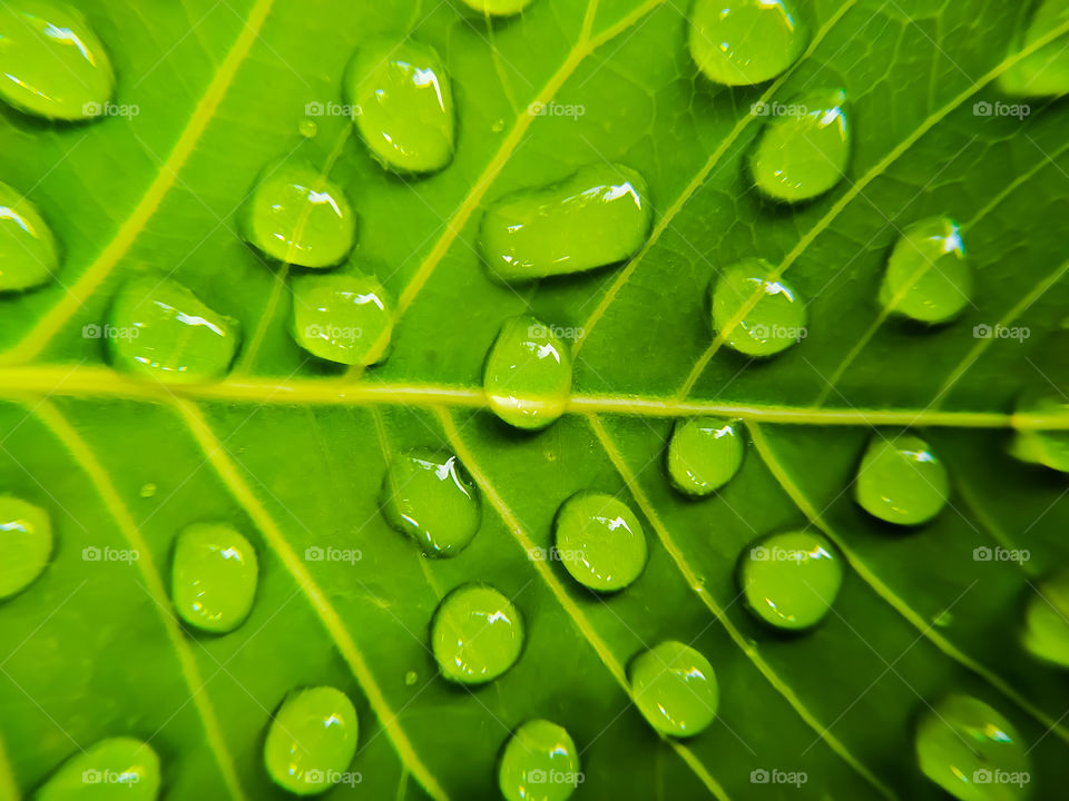 full frame shot of water drops on green bodhi leaves