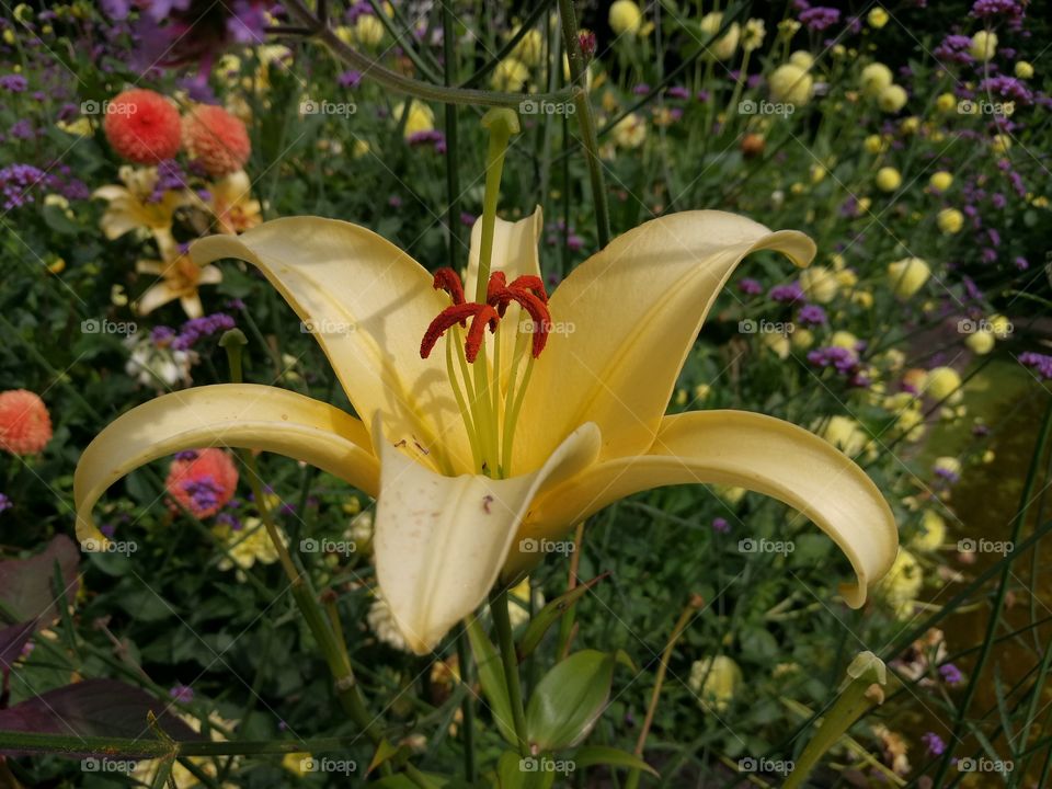 Yellow Lily in the park