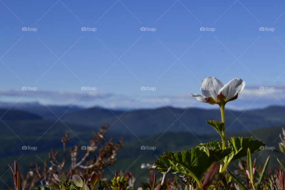 Cloudberry flower