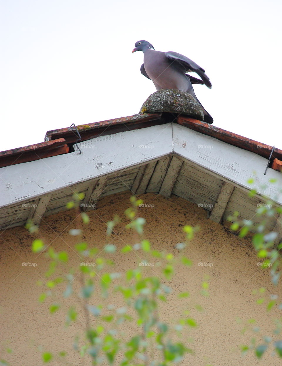 Common Wood Pigeon On Roof
