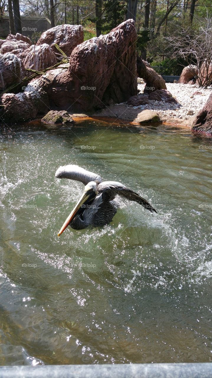 Pelican Play Time