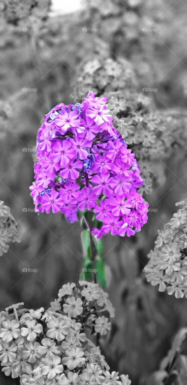 Phlox