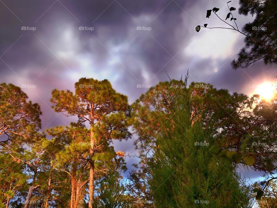 Stormy sunset with sunbeams in the forest.