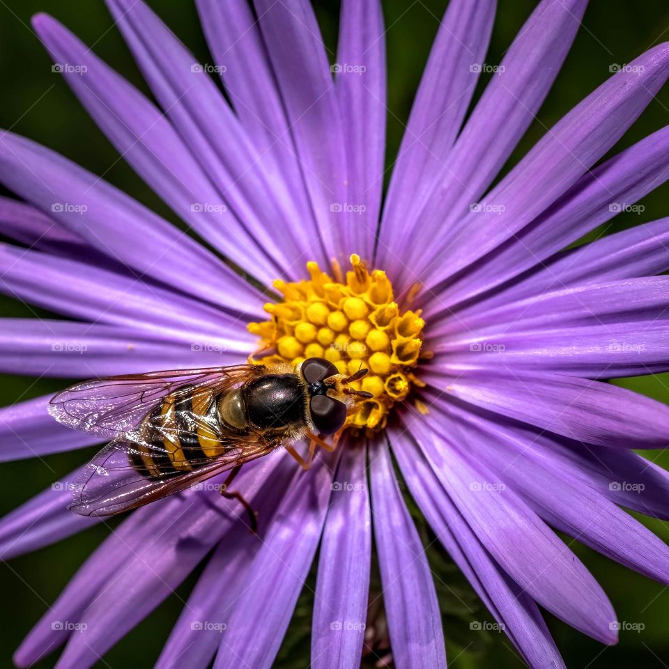 A flower fly has found its calling in the middle of a beautiful purple bloom. 