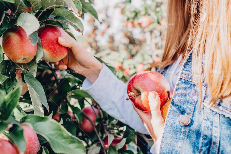 Girl in the denim jacket is picking apples in the garden 