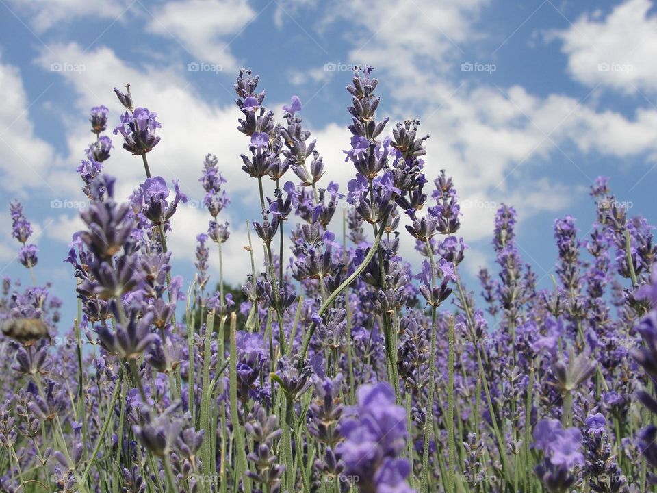 Lavender against a blue sky with clouds