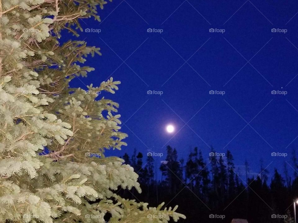 The bright and beautiful full moon shining proudly above the deep and evergreen coniferous forests of the Yellowstone National Park 