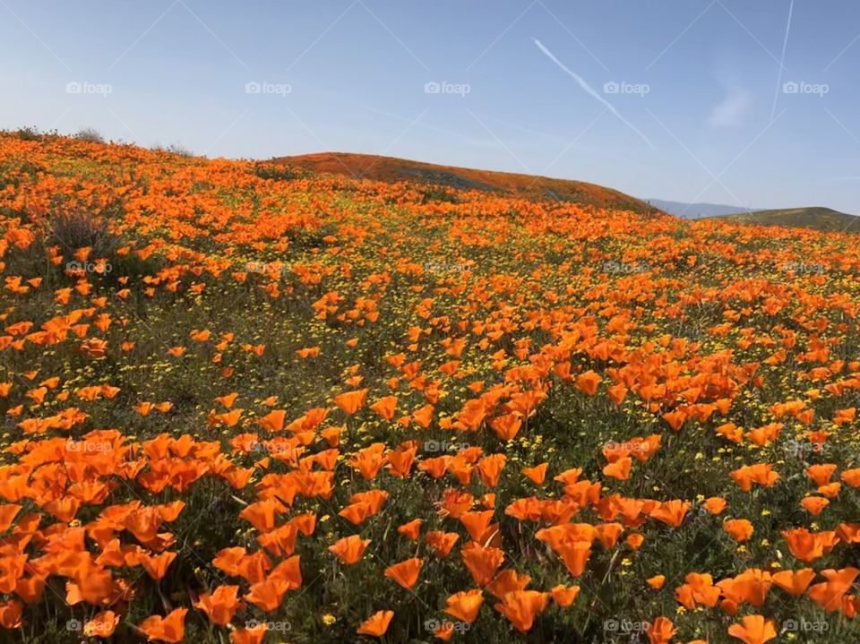 California Poppy’s During Spring’s SuperBloom