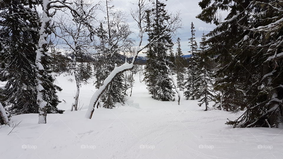 Snowcapped winter forest