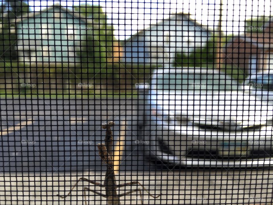 Friendly praying mantis peeping in my window