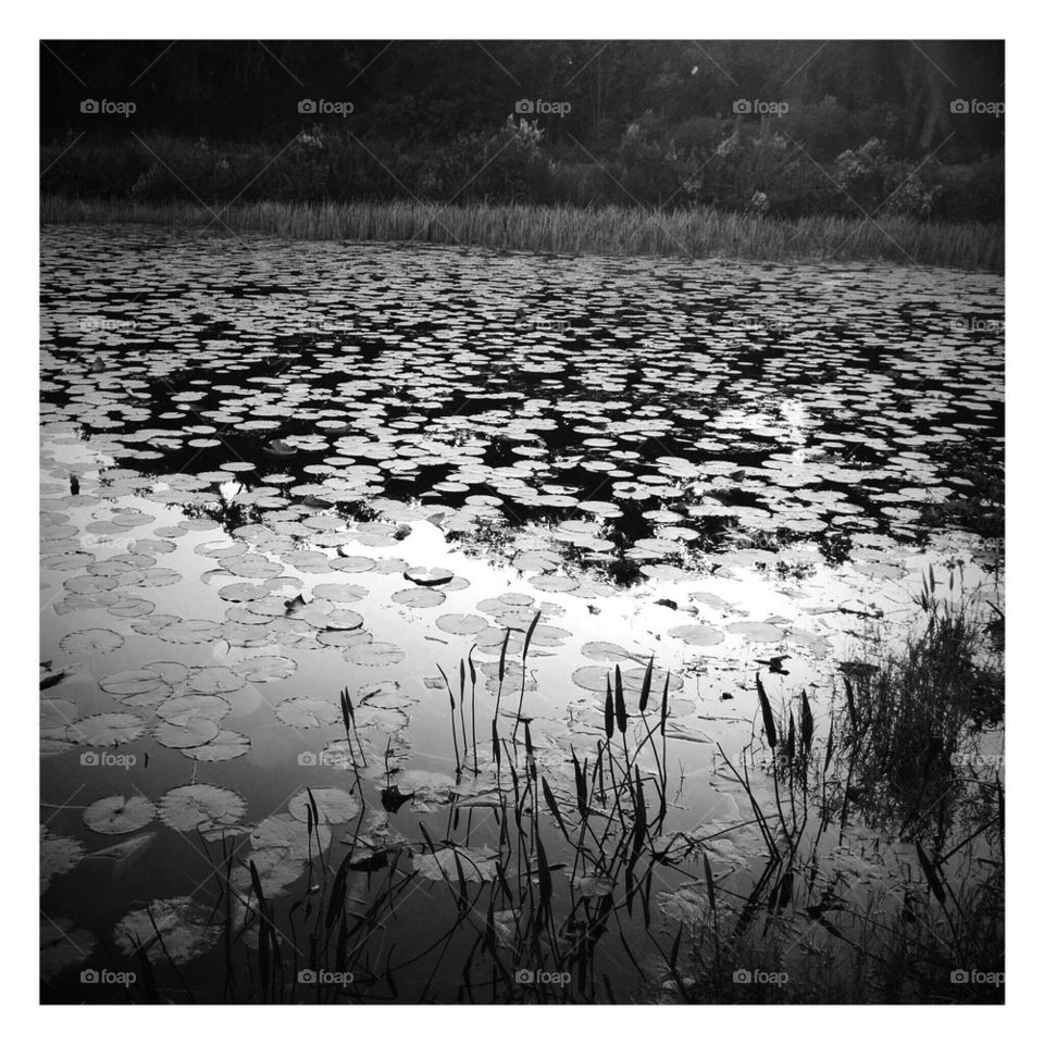 Pond with Lily pads