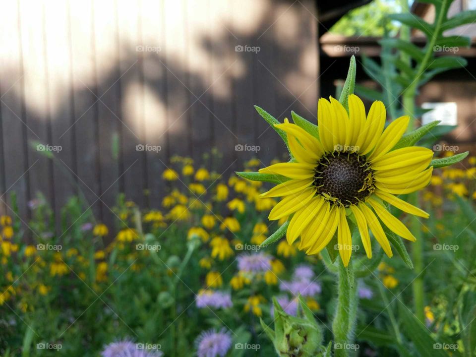 Happy Sunflowers