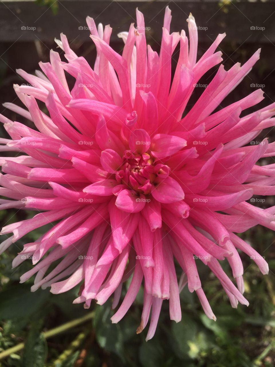 Beautiful pink flower close up