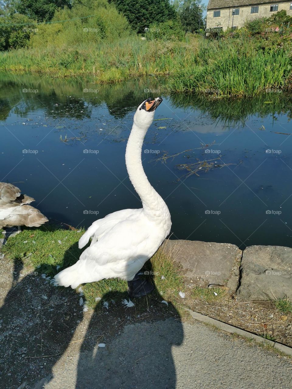 Swan at Canal