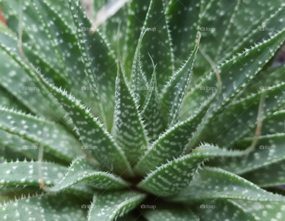 aloe