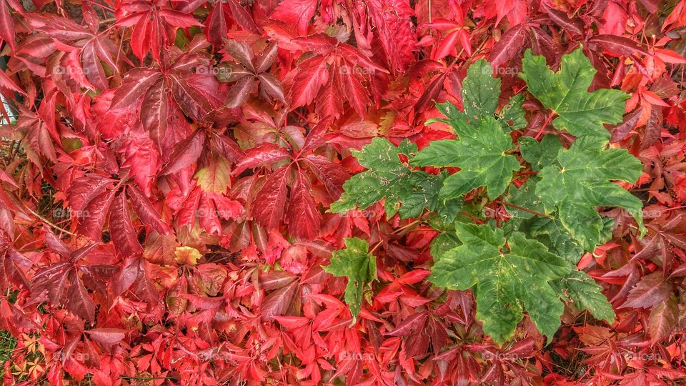 red leaves. autumn