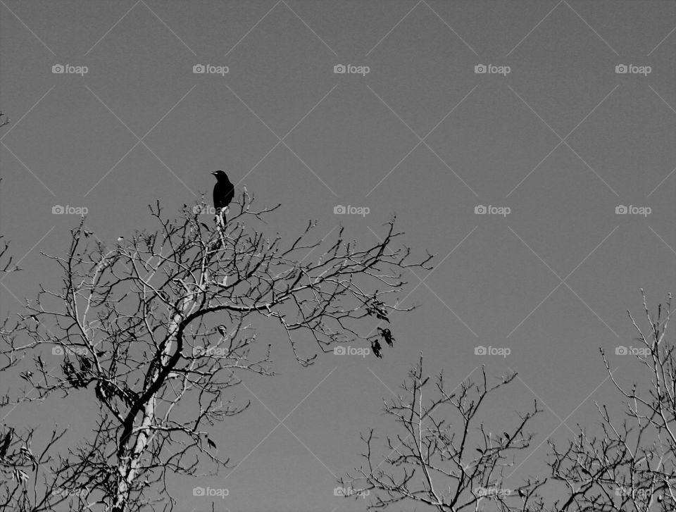 raven on a tree in winter in black and white.