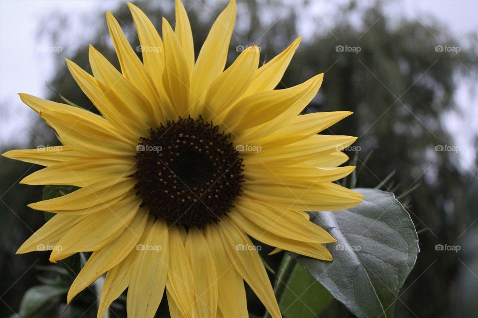 sunflower