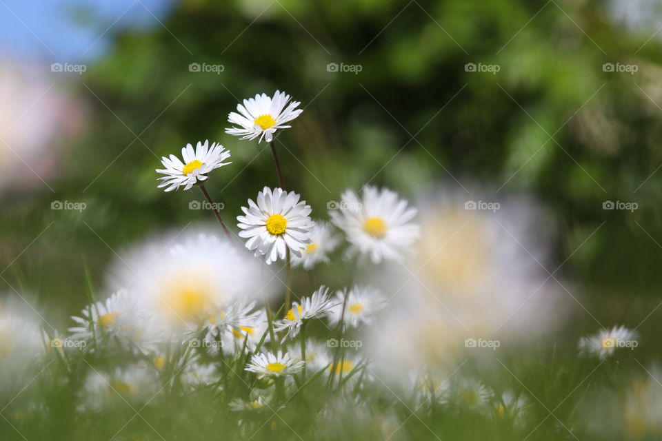 flowers in the garden