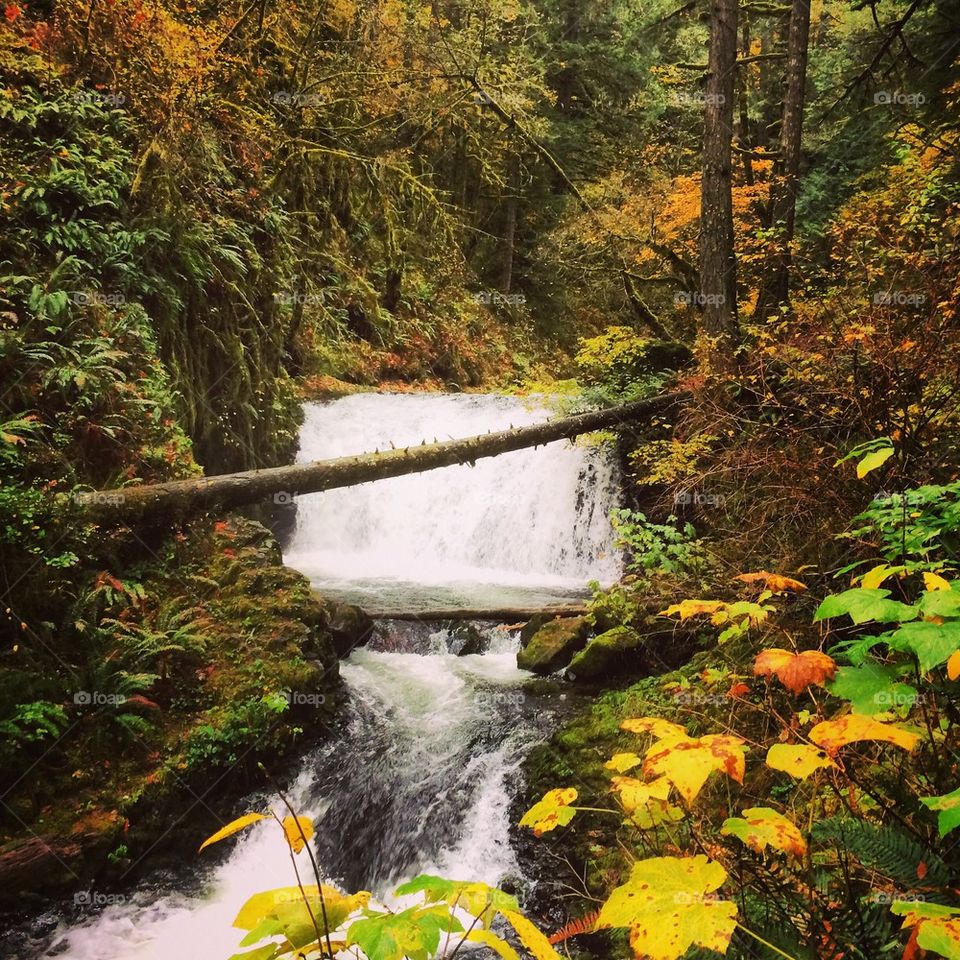 Log and falls 