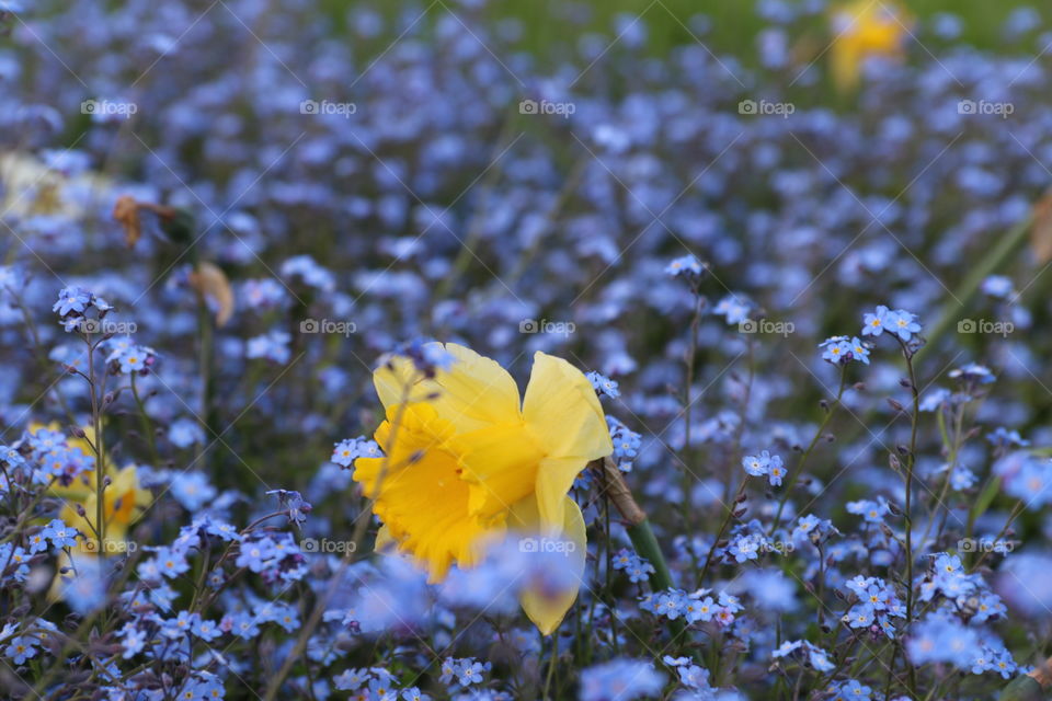 Flower close up 