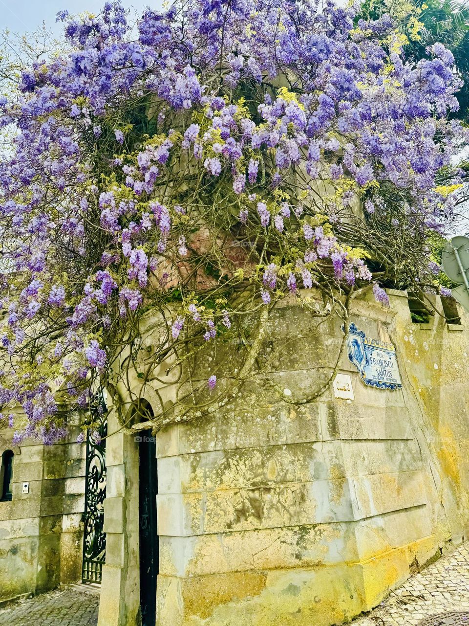 Francisco Santos Castle wisteria