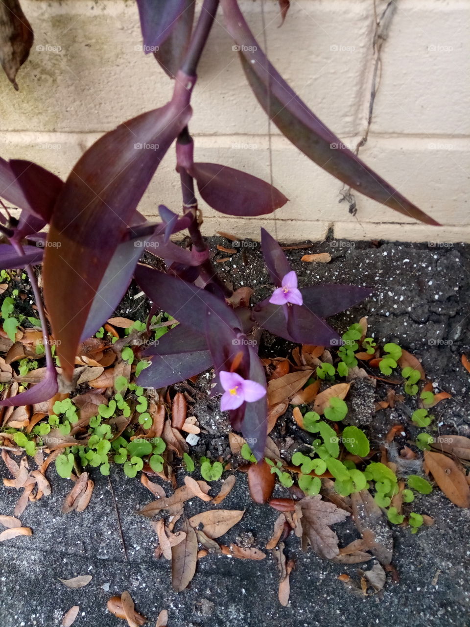 flowering purple plant