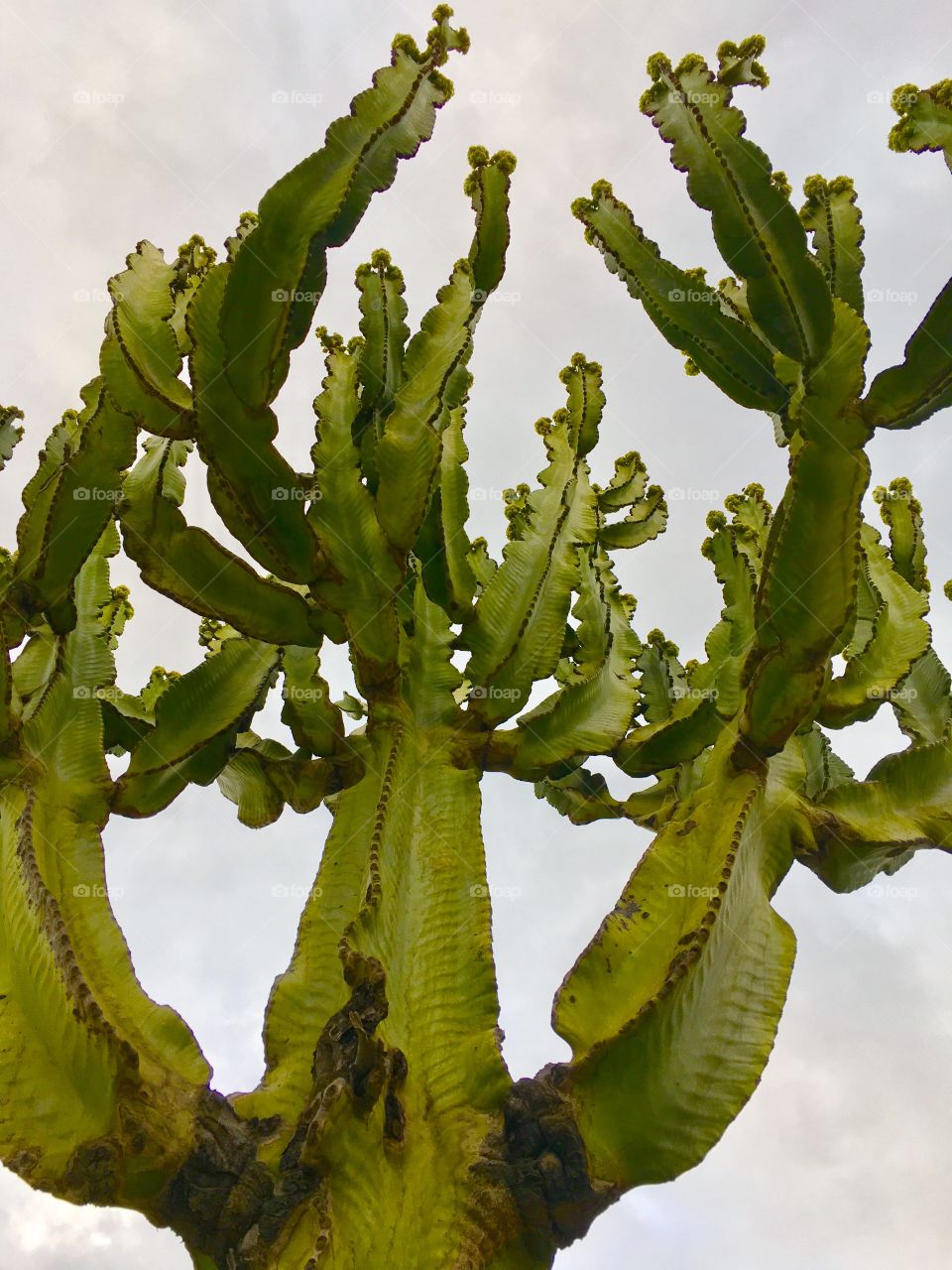 Low angle view of cactus plant