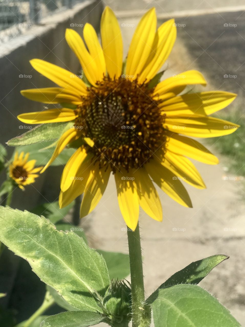 Sunflower alone