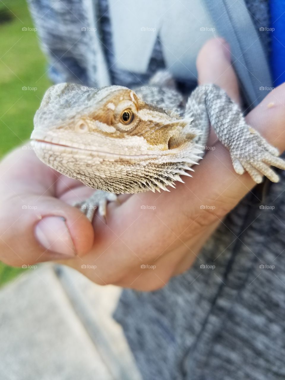 Nature, Hand, Outdoors, Reptile, Skin